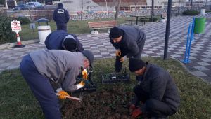 MALKARA KIŞ ÇİÇEKLERİYLE RENKLENİYOR