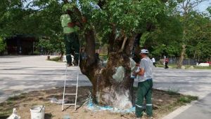   Asırlık ağaç tedavi edildi