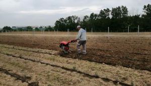 Lavanta Bahçelerine Çapalama Yapıldı