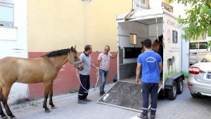 Karşıyaka'da 'başıboş at' operasyonu 