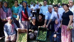 Bademli'den yerli ceviz hamlesi