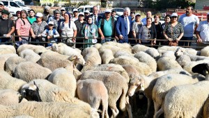 İzmir Büyükşehir Aliağalı üreticilere küçükbaş hayvan hibe etti