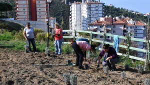 Narlıdere "lavanta" kokacak