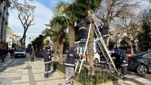 Avcılar'da ağaçlar kışa hazır