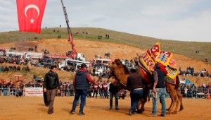 Ödemiş Konaklı Deve Güreşleri heyecanlı geçti