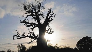 Senegal'de yüzlerce yıllık baobap ağacı kırılarak devrildi: 1 ölü