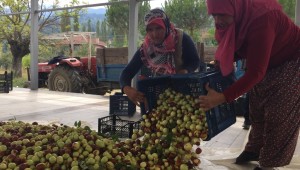 Hünnap Üreticilere Kazandırmaya Devam Ediyor