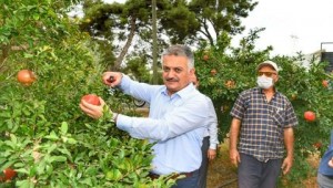 ANTALYA TARİHİ VE DOĞAL GÜZELLİKLERİNİN YANI SIRA TARIMLA DA ÖN PLANDA