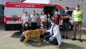 İzmit Belediyesinden sokak hayvanlarına yerinde tedavi