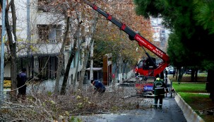 Bağcılar'da ağaçlara kış bakımı yapılıyor