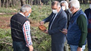 DÜZLERÇAMI'NDA DOĞA KATLEDİLİYOR