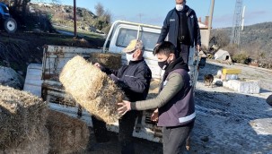 Bergama'da yaban hayvanları için doğaya ot bırakıldı