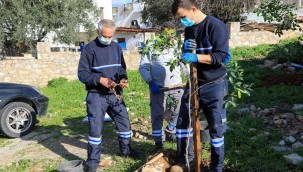 BODRUM BELEDİYESİ'NDEN FİDAN VE AĞAÇ DİKİMİ