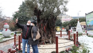 İzmitliler, 600 yıllık zeytin ağacıyla karın keyfini çıkardı 