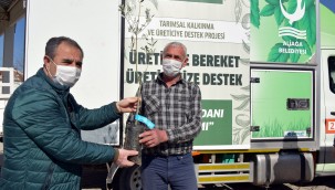 Aliağa Belediyesi'nin Zeytin Fidanı Dağıtımları Sürüyor.