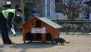 Can dostlarımızı kedi evleri ile buluşturuyoruz