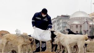 ÇANKAYA SOĞUKTA SOKAK HAYVANLARINI UNUTMADI 