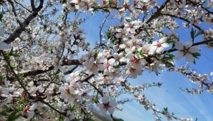 Çeşme'de badem ağaçlarının çiçeği soldu