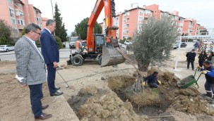 Gaziemir'de zeytin ağaçlarına ikinci yaşam