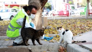 BAYRAKLI BELEDİYESİ VETERİNERLERİ, HER GÜN CAN DOSTLARI BESLİYOR