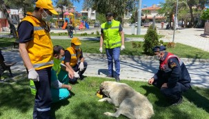 SOKAK HAYVANLARI EKİBİ BURHANİYE'DE ÇALIŞIYOR