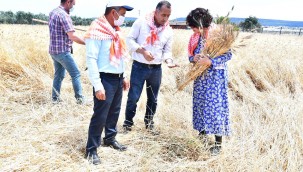 Başkan Soyer'in Menderesli üreticilere verdiği karakılçık tohumunun ilk hasadı yapıldı