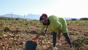 Tarlada kalan domatesler, Bucalı kadınların ev ekonomisine can suyu oldu