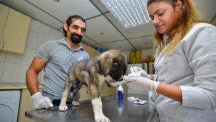 Yangından kurtarılan hayvanların sağlık durumları iyi