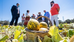 Çeşme kavunu tescillendi