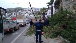 BODRUM BELEDİYESİ FIRTINADA ZARAR GÖREN AĞAÇLARA MÜDAHALE ETTİ