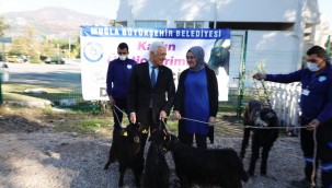 Büyükşehir Kıl Keçisi Desteğini Köyceğiz'de Sürdürdü