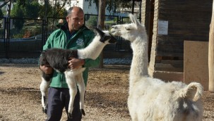 TARSUS DOĞA PARKI'NDA İLK KEZ LAMA DOĞUMU GERÇEKLEŞTİ