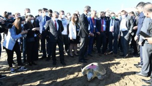 TEDAVİSİ TAMAMLANAN 2 CARETTA CARETTA DENİZE BIRAKILDI