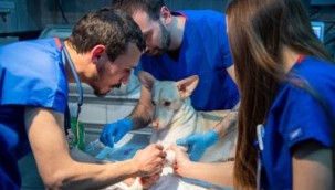 İzmir'de sahipsiz sokak köpekleri için rehabilitasyon hizmeti başladı