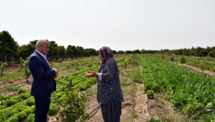 TARSUS BELEDİYESİ DESTEK VERDİ, ÜRETİCİYE VERİLEN MARULLARIN HASAT ZAMANI GELDİ