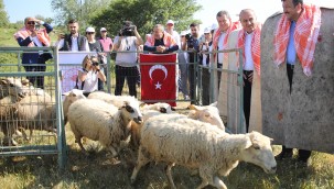 Bergama'da hayvan otlatma sezonu açılışına muhteşem tören