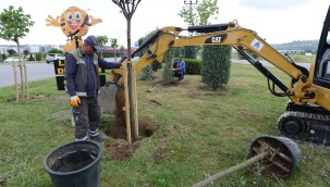 Belediye çevre yolu kenarına 700 adet yetişmiş ağaç dikiyor