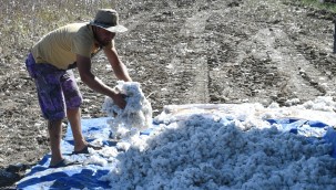 TARSUS BELEDİYESİ DESTEK VERDİ, BEYAZ ALTIN'IN HASADI YAPILDI