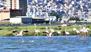 Doğaseverler Flamingo Festivali'nde buluşacak