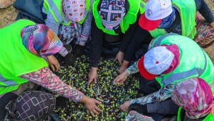 ZEYTİNİN BAŞKENTİ BURHANİYE'DE HASAT ZAMANI