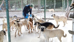 BURHANİYE BELEDİYESİ CAN DOSTLARINA GÖZÜ GİBİ BAKIYOR