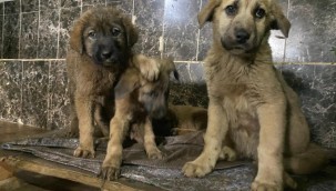 İspanya'da sahipsiz köpekler sorununa çözüm bulundu