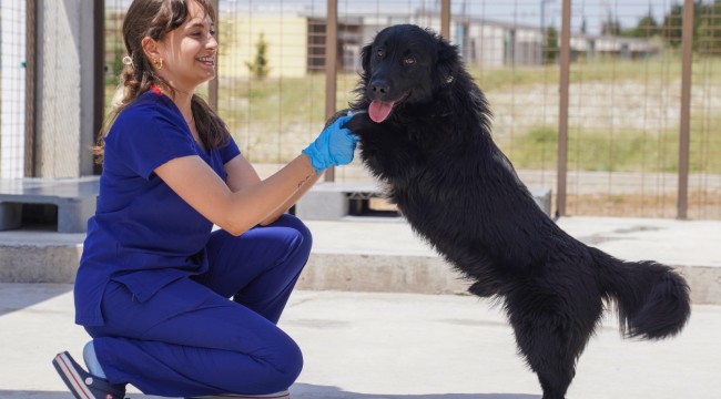 Yılın ilk 6 ayında İzmir'deki barınaklardan 500 köpek sahiplendirildi