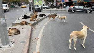 Başıboş sokak köpekleri düzenlemesi Meclis'te